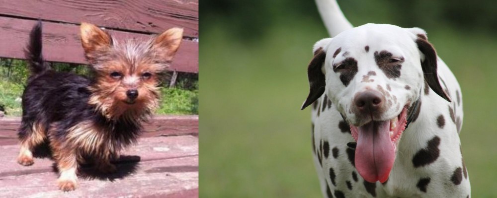 Dalmatian vs Chorkie - Breed Comparison