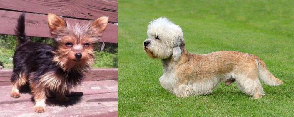 Dandie Dinmont Terrier vs Chorkie - Breed Comparison