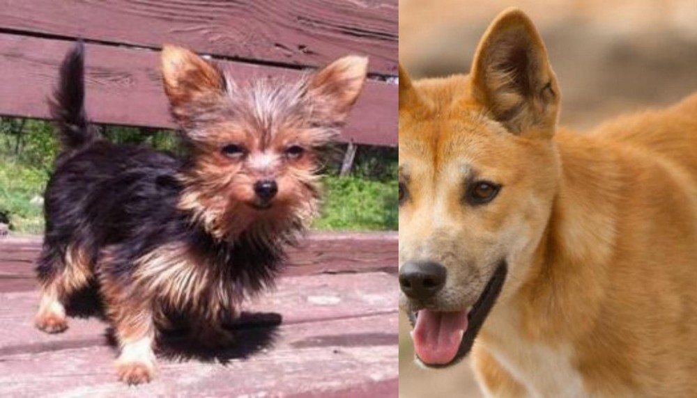 Dingo vs Chorkie - Breed Comparison