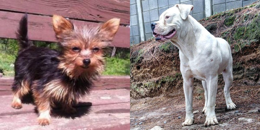 Dogo Guatemalteco vs Chorkie - Breed Comparison