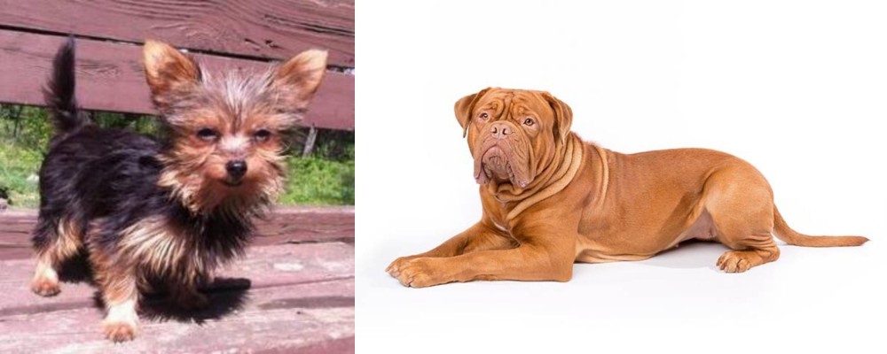Dogue De Bordeaux vs Chorkie - Breed Comparison