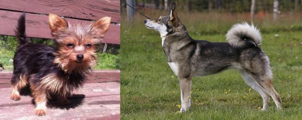 East Siberian Laika vs Chorkie - Breed Comparison
