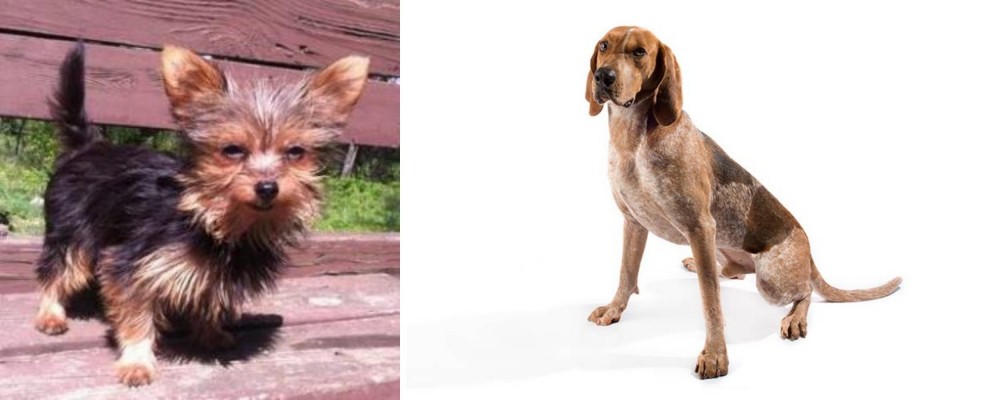 English Coonhound vs Chorkie - Breed Comparison