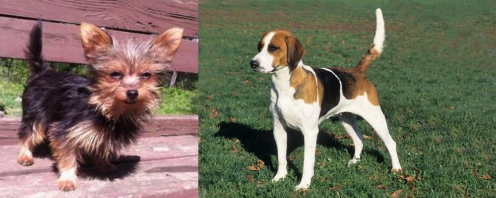 English Foxhound vs Chorkie - Breed Comparison