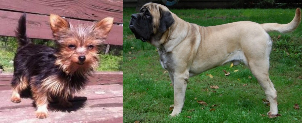 English Mastiff vs Chorkie - Breed Comparison