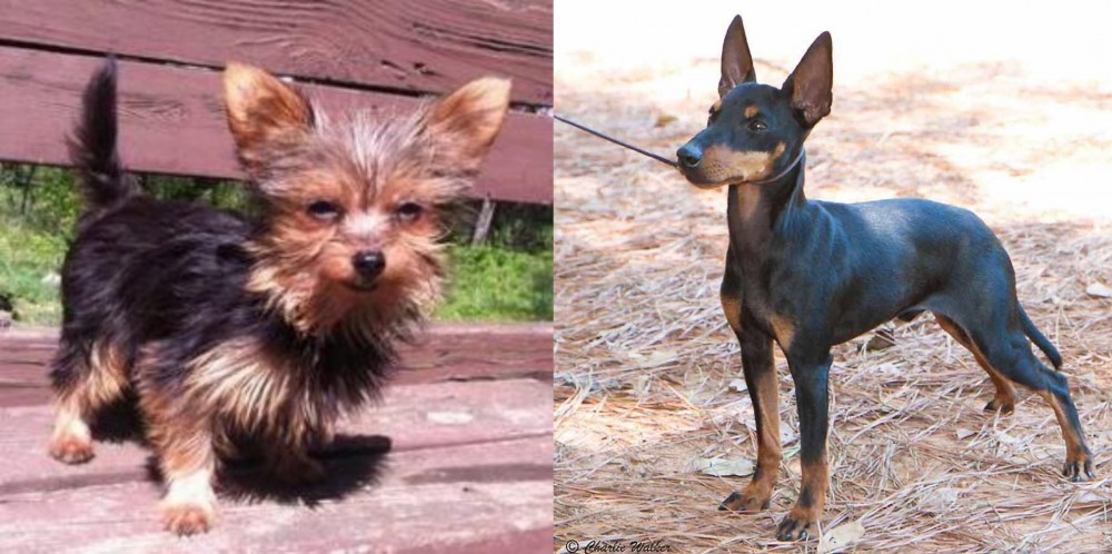 English Toy Terrier (Black & Tan) vs Chorkie - Breed Comparison