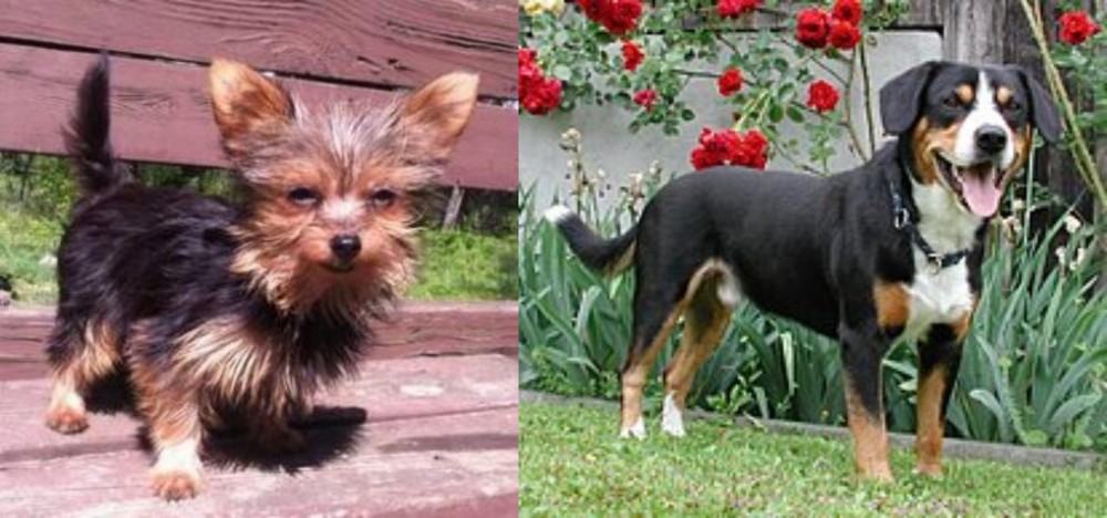 Entlebucher Mountain Dog vs Chorkie - Breed Comparison