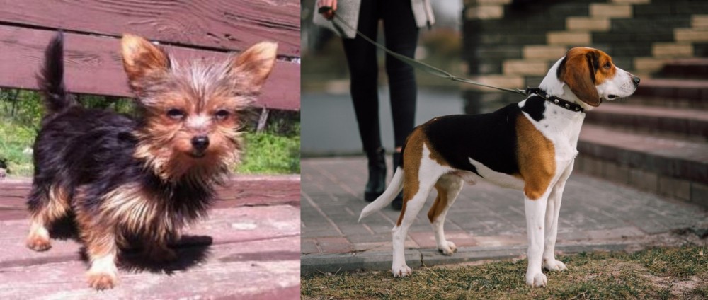 Estonian Hound vs Chorkie - Breed Comparison