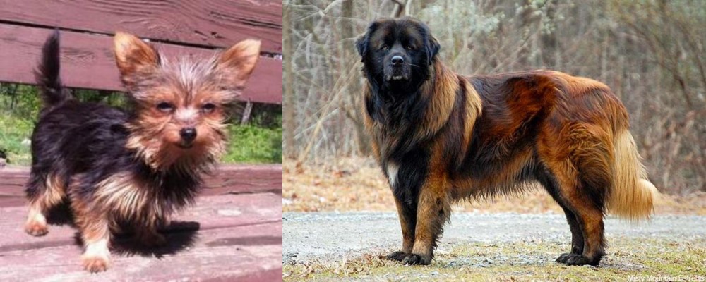 Estrela Mountain Dog vs Chorkie - Breed Comparison