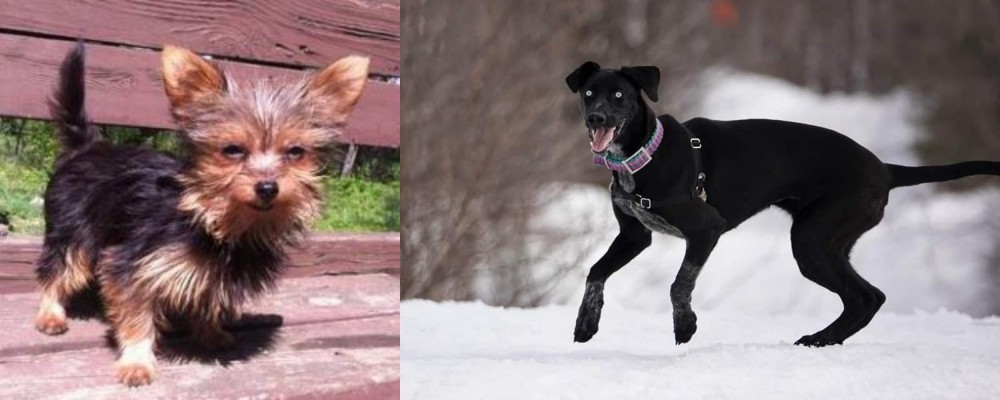 Eurohound vs Chorkie - Breed Comparison