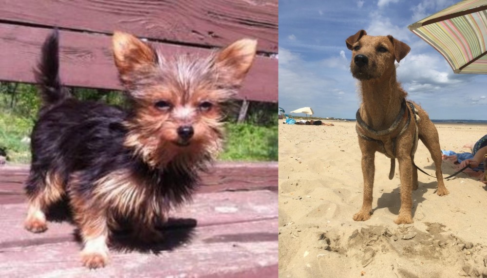 Fell Terrier vs Chorkie - Breed Comparison
