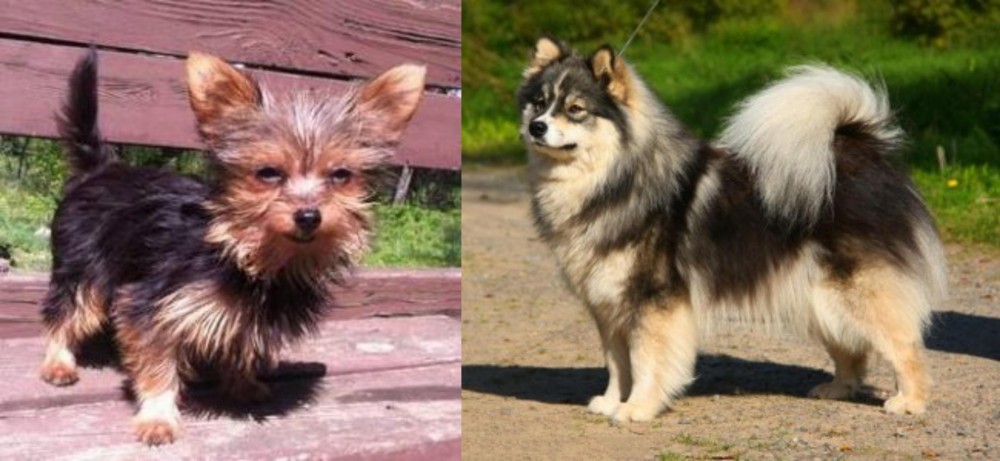 Finnish Lapphund vs Chorkie - Breed Comparison