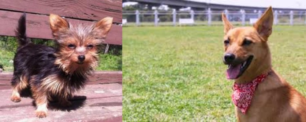 Formosan Mountain Dog vs Chorkie - Breed Comparison
