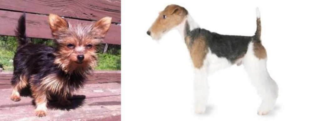 Fox Terrier vs Chorkie - Breed Comparison