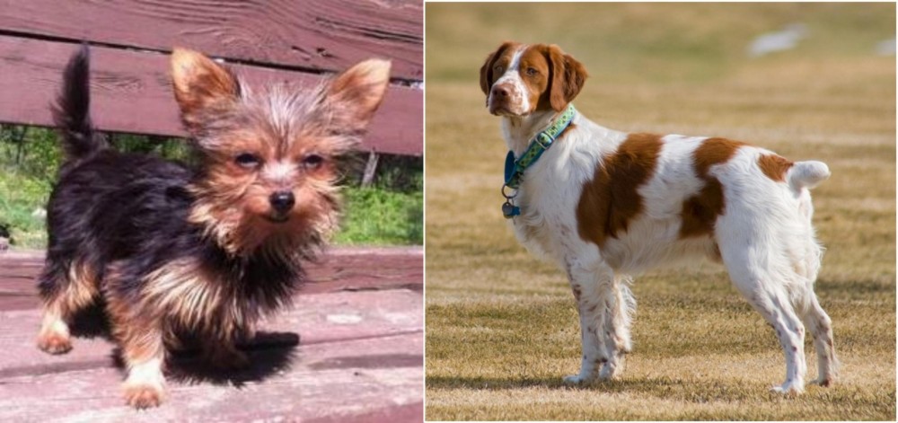 French Brittany vs Chorkie - Breed Comparison