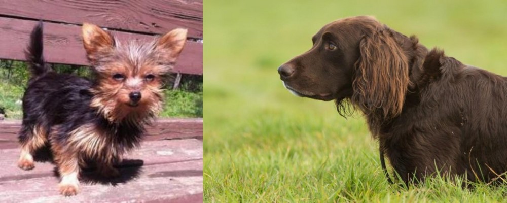 German Longhaired Pointer vs Chorkie - Breed Comparison