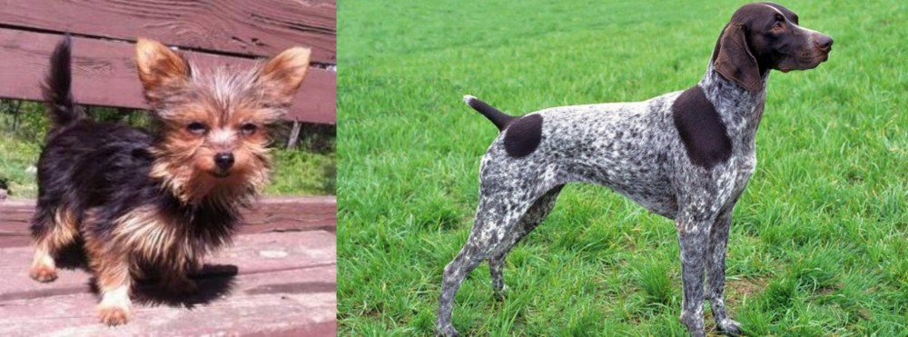 German Shorthaired Pointer vs Chorkie - Breed Comparison