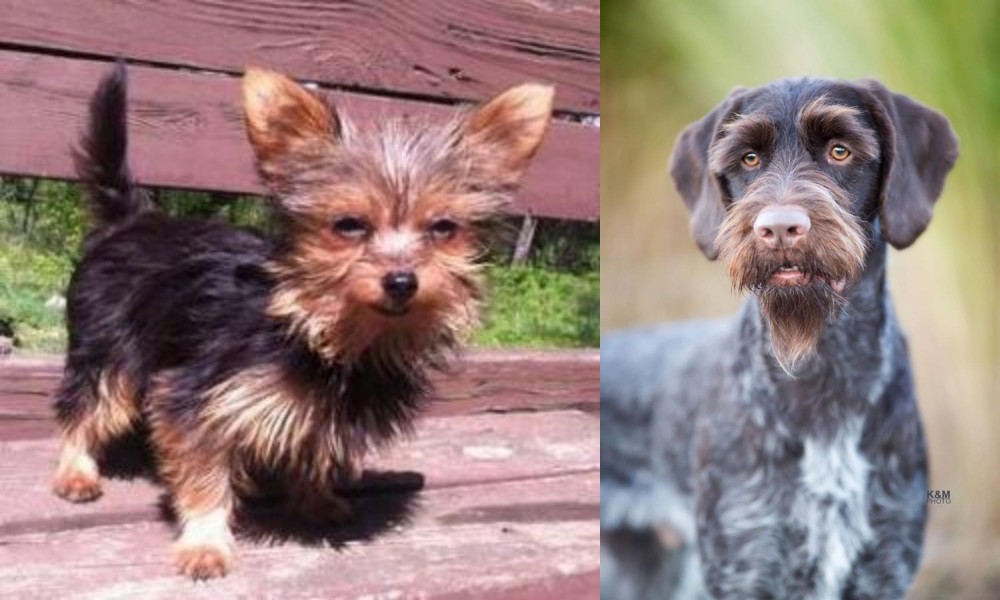German Wirehaired Pointer vs Chorkie - Breed Comparison
