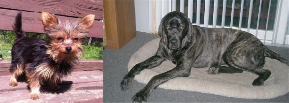 Giant Maso Mastiff vs Chorkie - Breed Comparison
