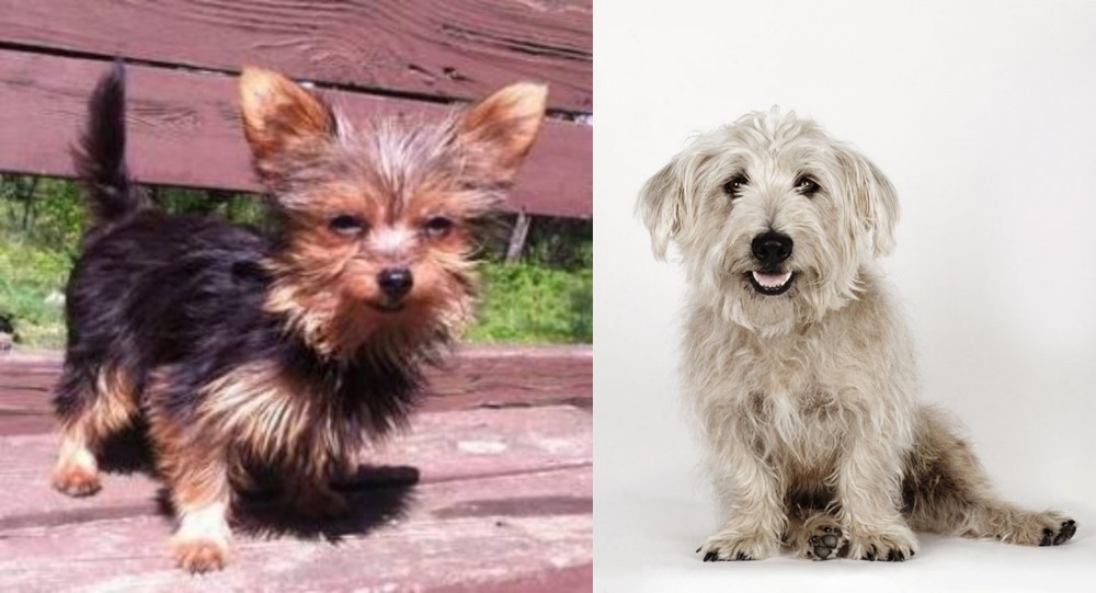 Glen of Imaal Terrier vs Chorkie - Breed Comparison