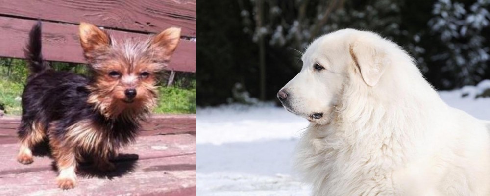 Great Pyrenees vs Chorkie - Breed Comparison