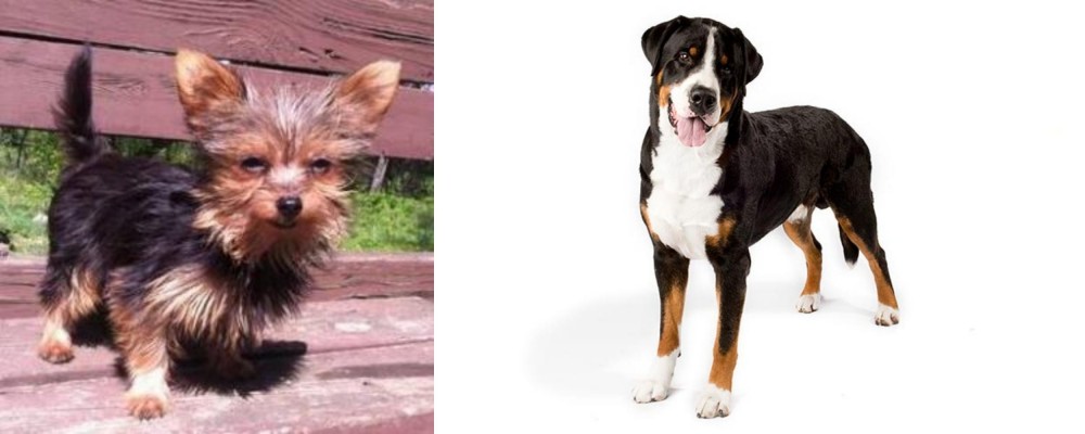Greater Swiss Mountain Dog vs Chorkie - Breed Comparison