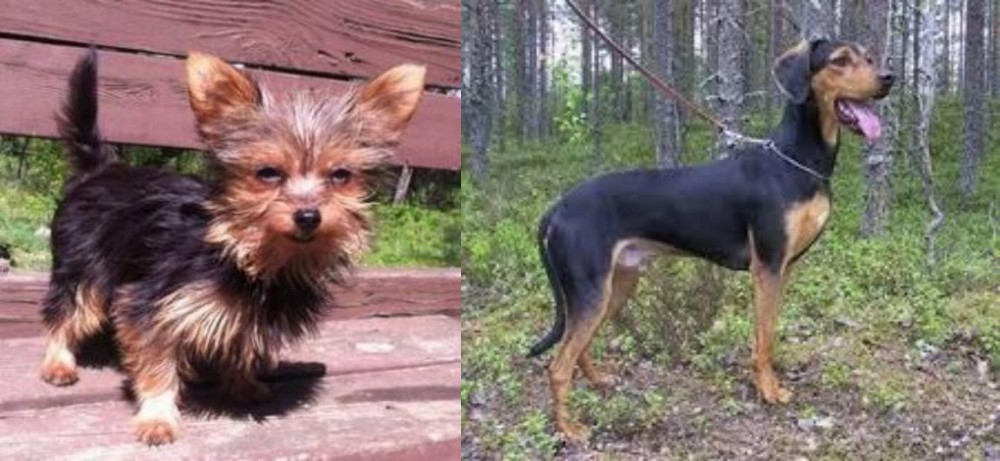 Greek Harehound vs Chorkie - Breed Comparison