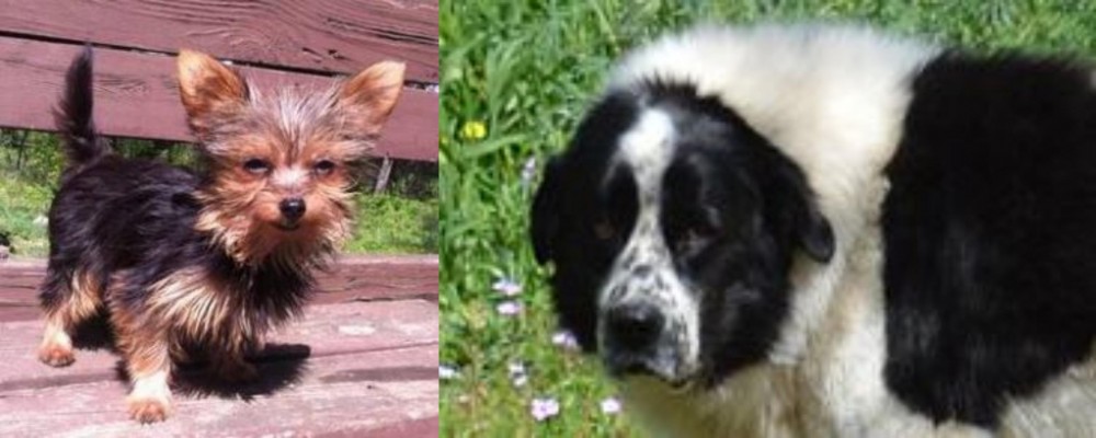 Greek Sheepdog vs Chorkie - Breed Comparison