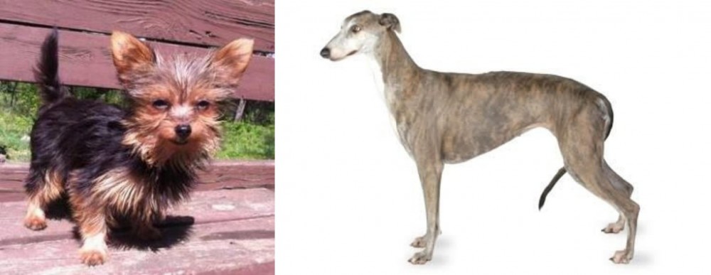 Greyhound vs Chorkie - Breed Comparison