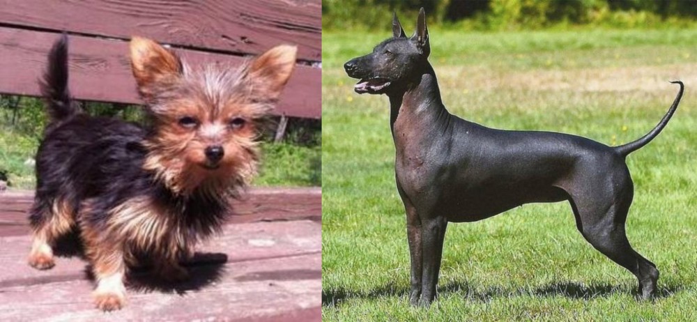 Hairless Khala vs Chorkie - Breed Comparison