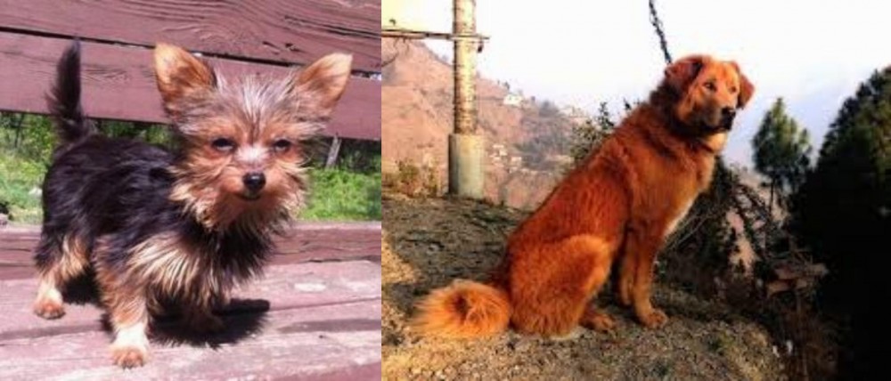 Himalayan Sheepdog vs Chorkie - Breed Comparison