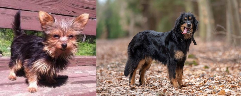 Hovawart vs Chorkie - Breed Comparison
