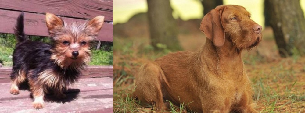 Hungarian Wirehaired Vizsla vs Chorkie - Breed Comparison
