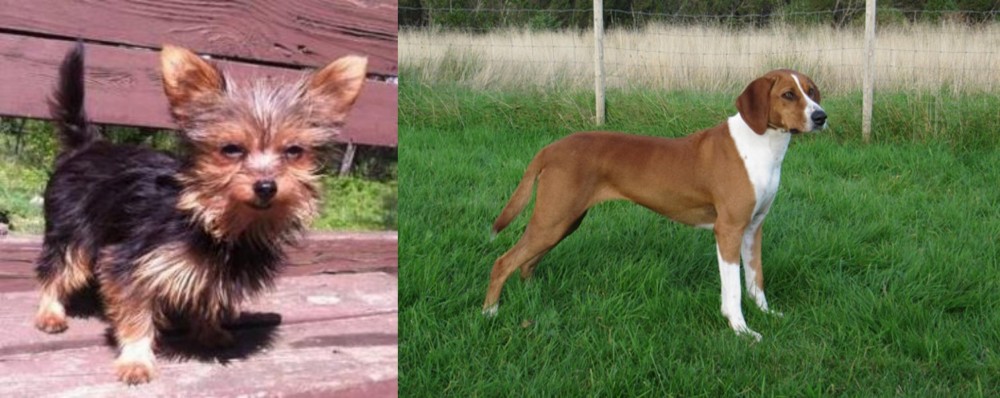 Hygenhund vs Chorkie - Breed Comparison