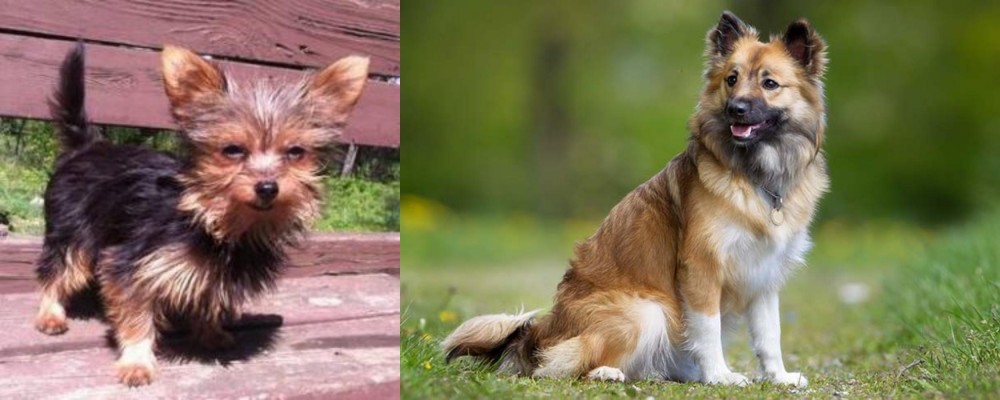 Icelandic Sheepdog vs Chorkie - Breed Comparison