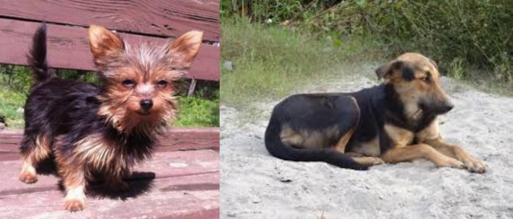 Indian Pariah Dog vs Chorkie - Breed Comparison