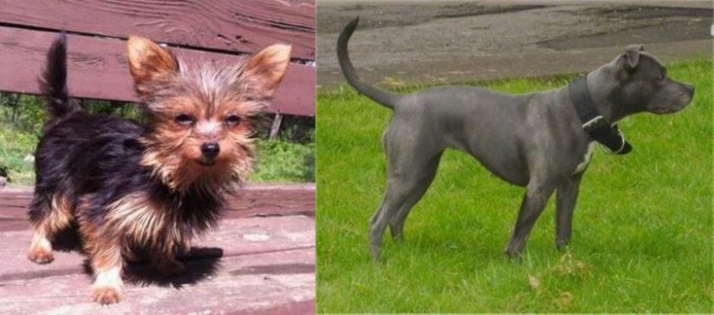 Irish Bull Terrier vs Chorkie - Breed Comparison