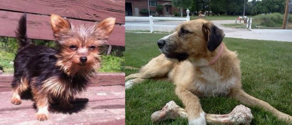 Irish Mastiff Hound vs Chorkie - Breed Comparison
