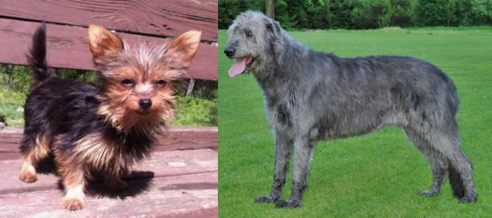 Irish Wolfhound vs Chorkie - Breed Comparison