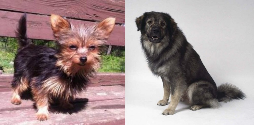 Istrian Sheepdog vs Chorkie - Breed Comparison