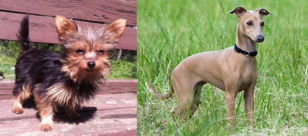 Italian Greyhound vs Chorkie - Breed Comparison