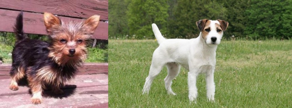 Jack Russell Terrier vs Chorkie - Breed Comparison