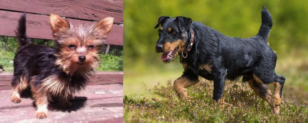 Jagdterrier vs Chorkie - Breed Comparison