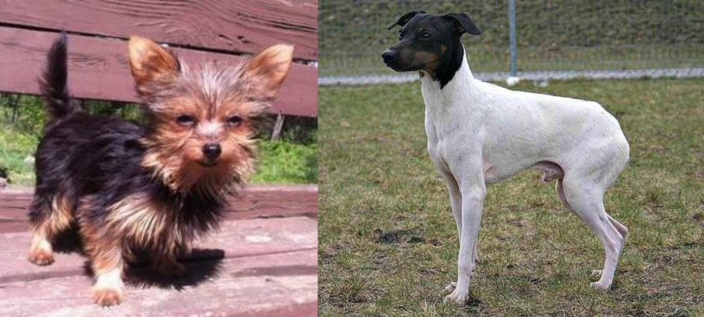 Japanese Terrier vs Chorkie - Breed Comparison