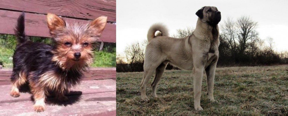 Kangal Dog vs Chorkie - Breed Comparison