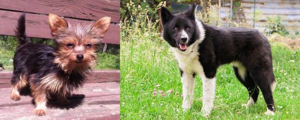 Karelian Bear Dog vs Chorkie - Breed Comparison