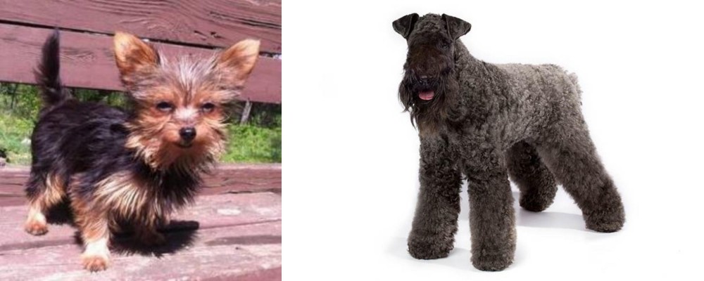 Kerry Blue Terrier vs Chorkie - Breed Comparison
