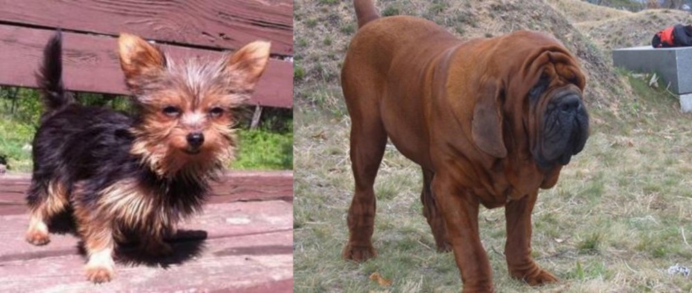 Korean Mastiff vs Chorkie - Breed Comparison