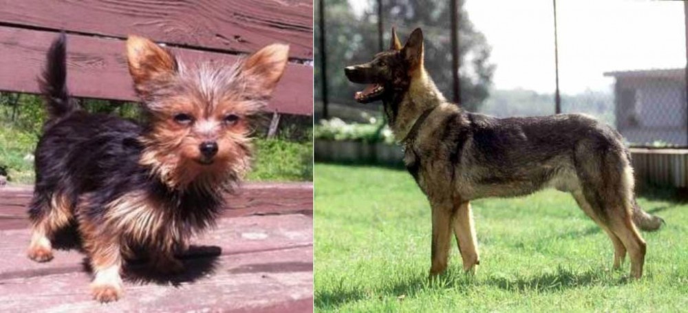 Kunming Dog vs Chorkie - Breed Comparison