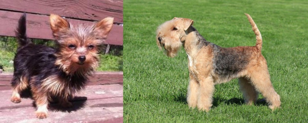 Lakeland Terrier vs Chorkie - Breed Comparison